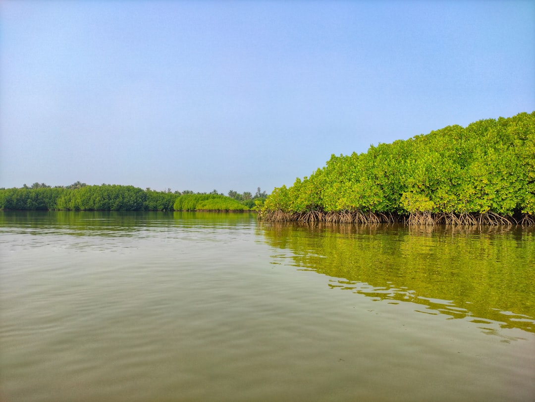 Photo Mangrove forest